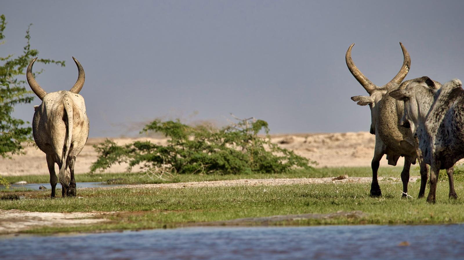 IMG-20250309-WA0006 IMG-20250309-WA0006